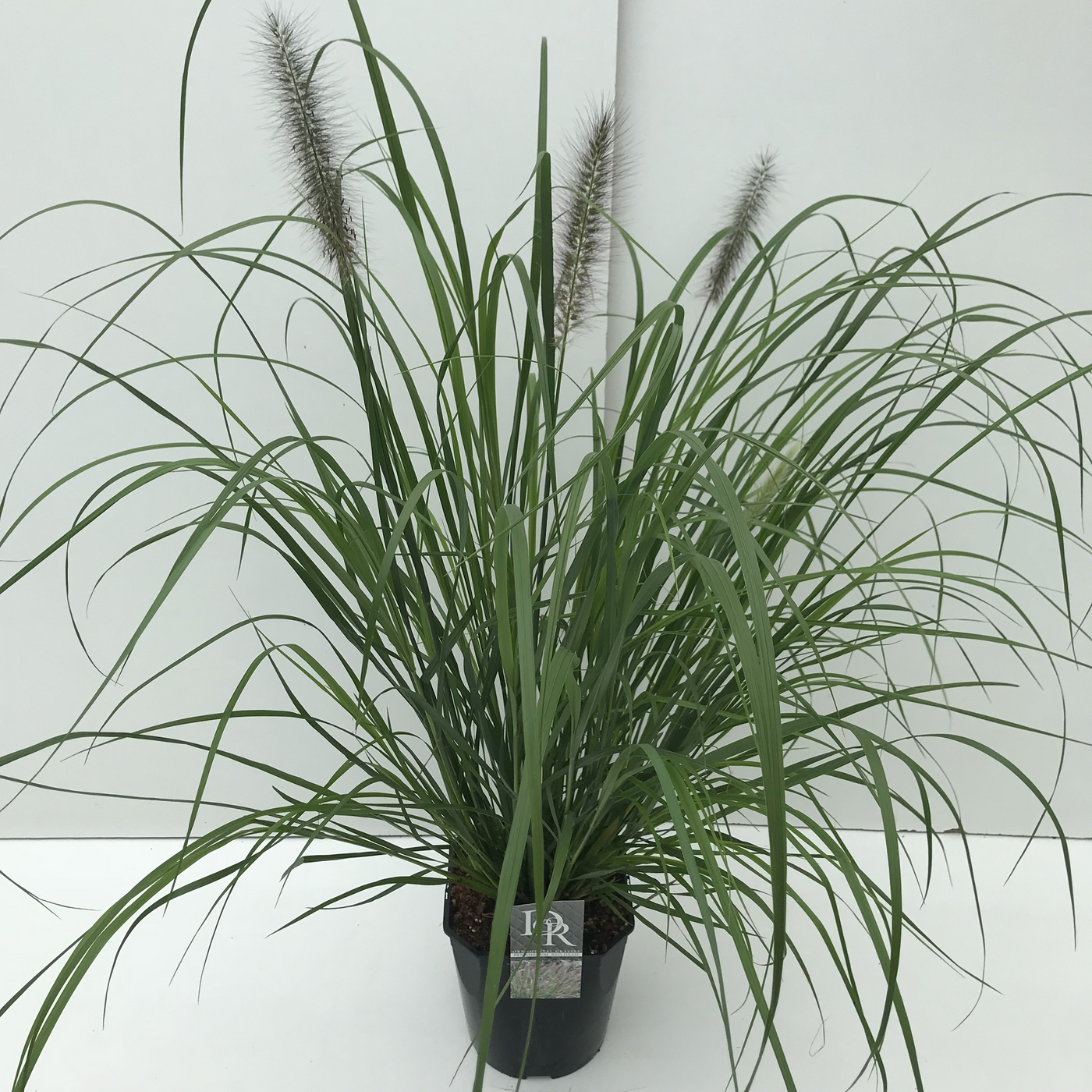 Planta naturala H70cm Pennisetum 'Red Head' PS23/ in pamant