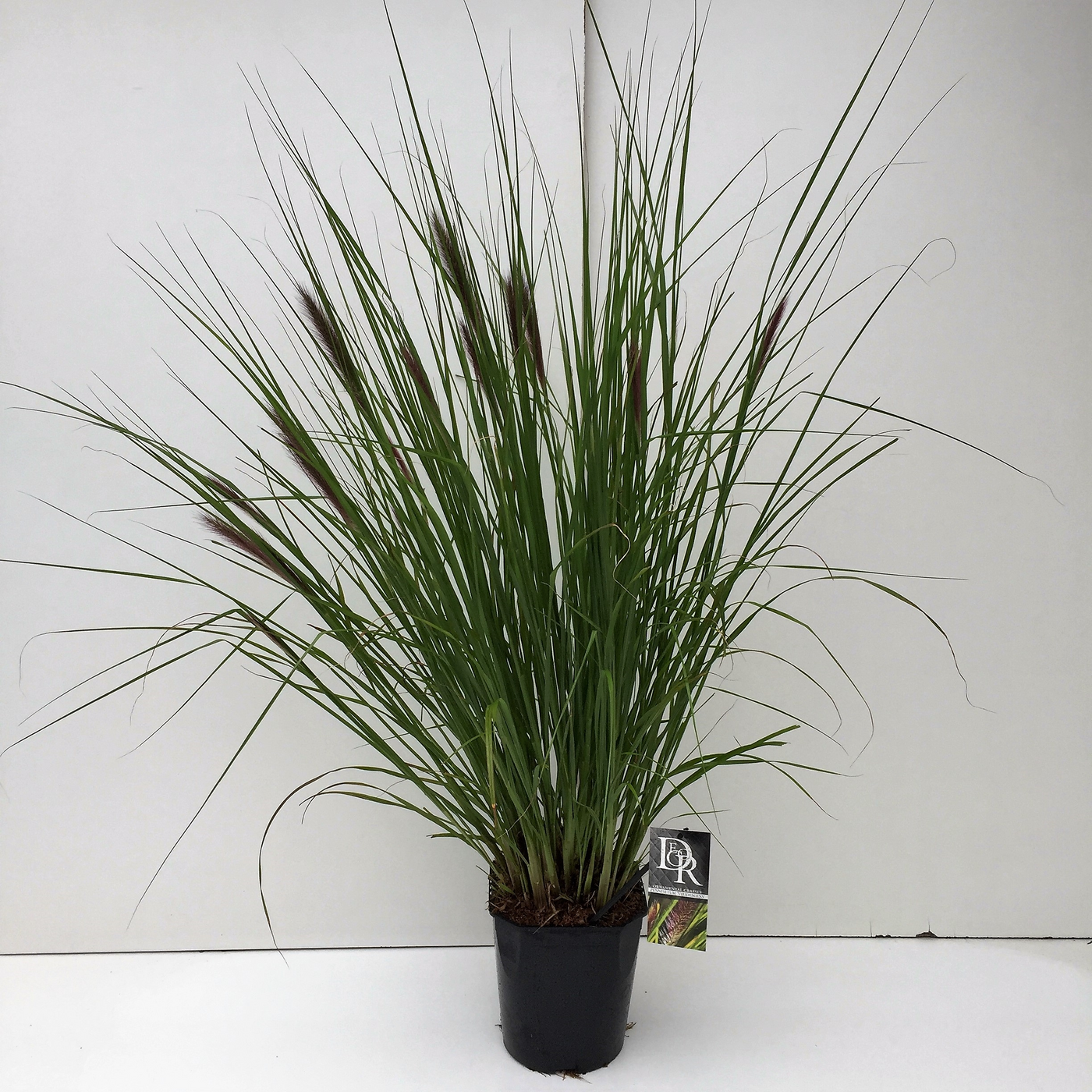 Planta naturala H70cm Pennisetum Viridescens PS23/ in pamant