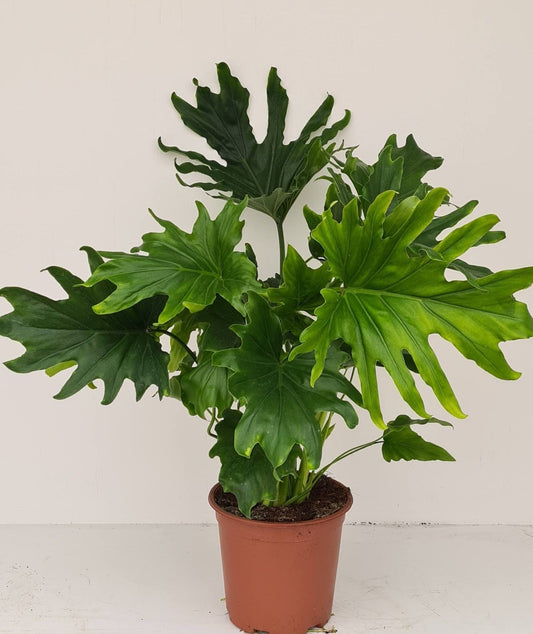 Planta naturala H70cm Philodendron 'Lickety Split' PS19/17cm in pamant