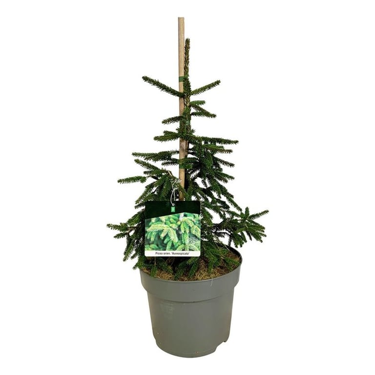 Planta naturala H70cm Picea orientalis 'Aureospicata' PS26/ in pamant