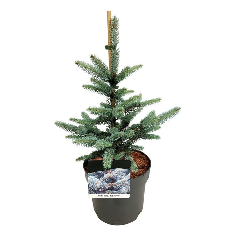 Planta naturala H70cm Picea pungens 'Fat Albert' PS26/ in pamant