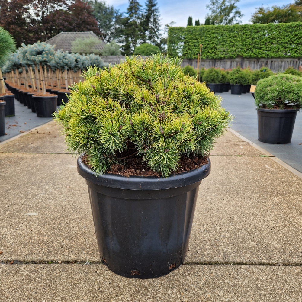 Planta naturala H70cm Pinus mugo 'Ophir' PS36/ in pamant