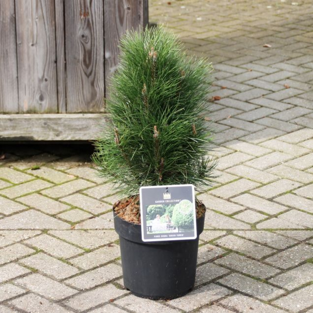 Planta naturala H70cm Pinus nigra Green Tower PS28/ in pamant