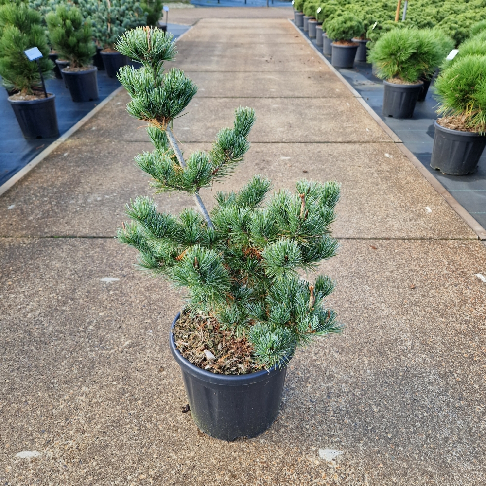 Planta naturala H70cm Pinus parviflora 'Negishi' PS28/ in pamant