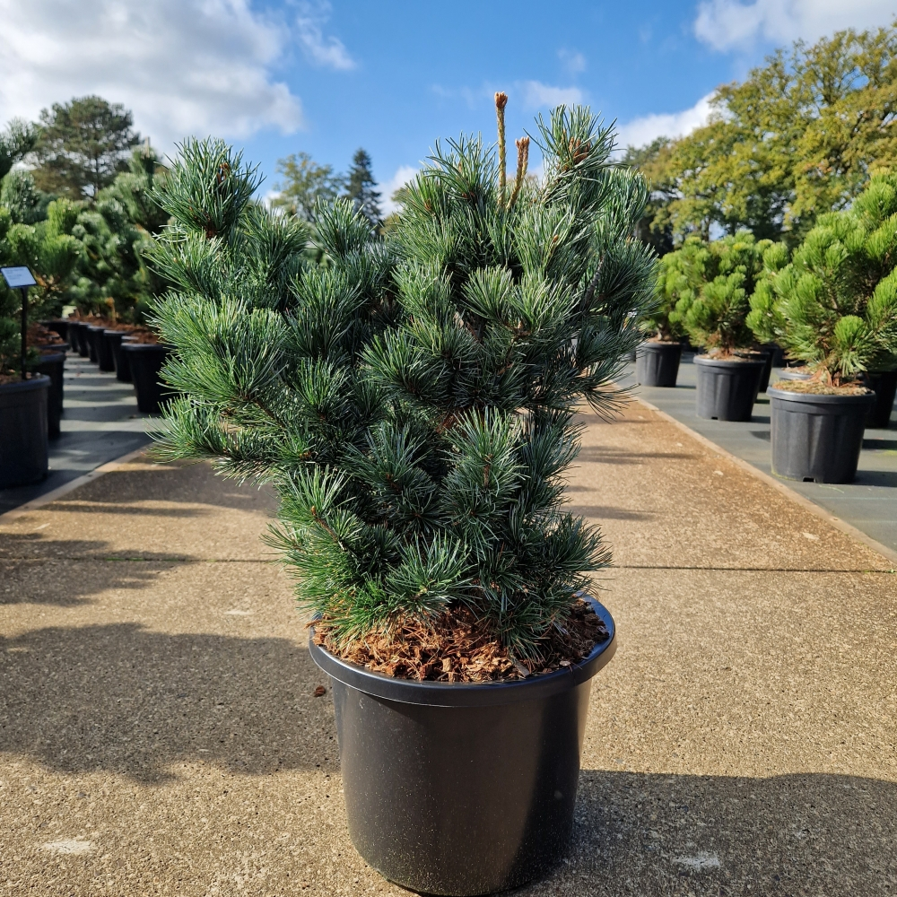 Planta naturala H70cm Pinus parviflora 'Negishi' PS31/ in pamant