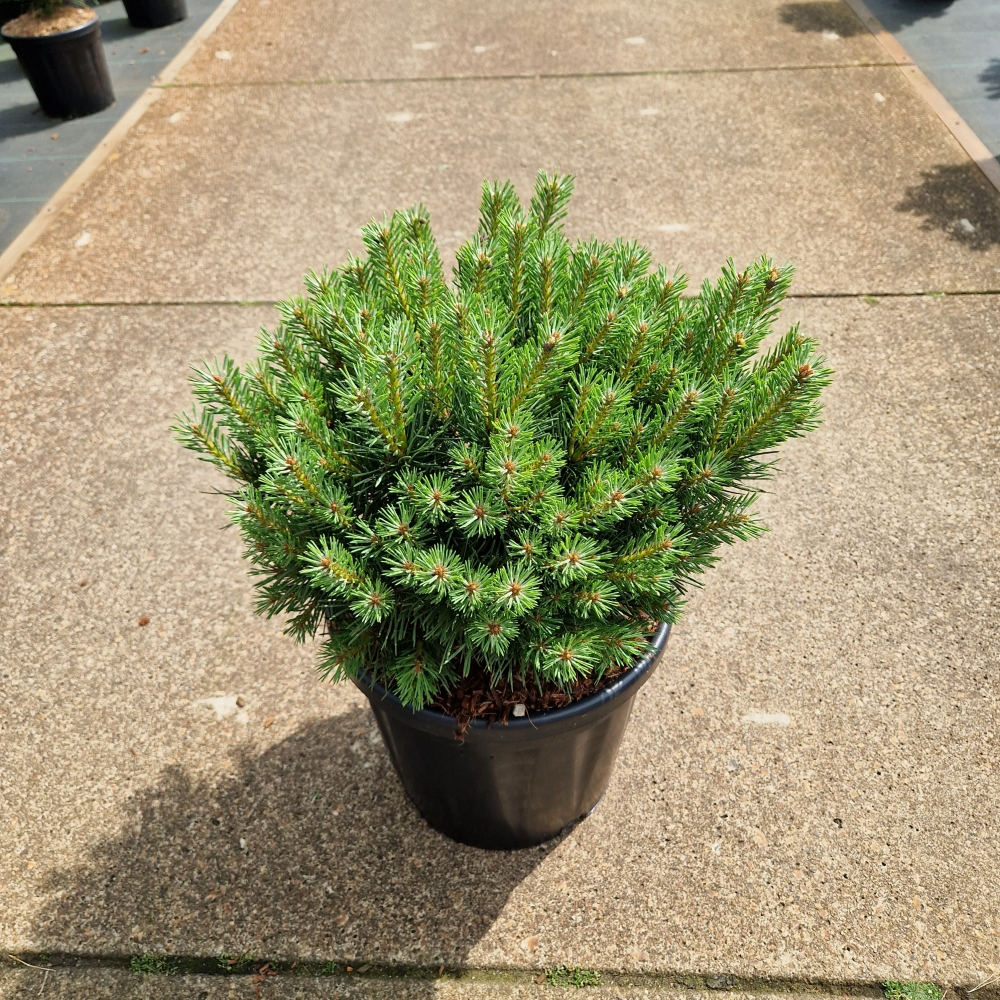 Planta naturala H70cm Pinus sylvestris Sandringham PS32/ in pamant