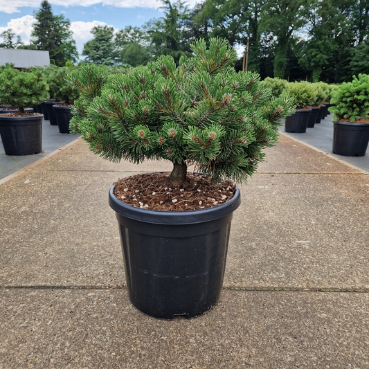 Planta naturala H70cm Pinus uncinata Heideperle PS32/ in pamant