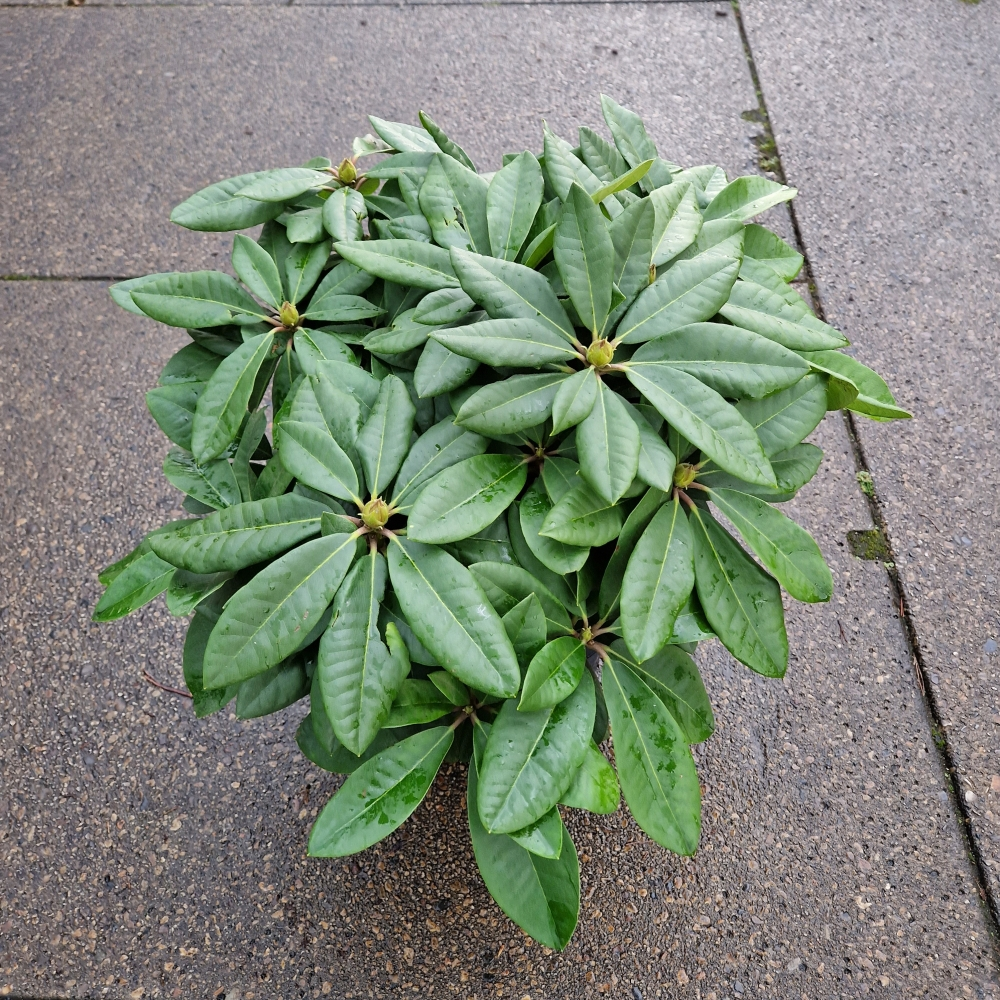 Planta naturala H70cm Rhododendron (T) Black Widow PS31/ in pamant