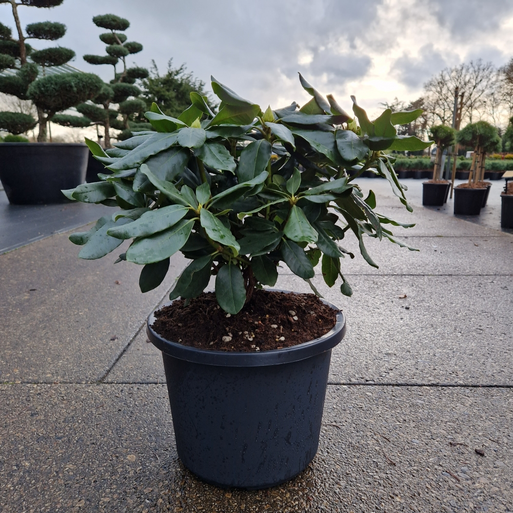 Planta naturala H70cm Rhododendron (T) Cherry Kiss PS31/ in pamant