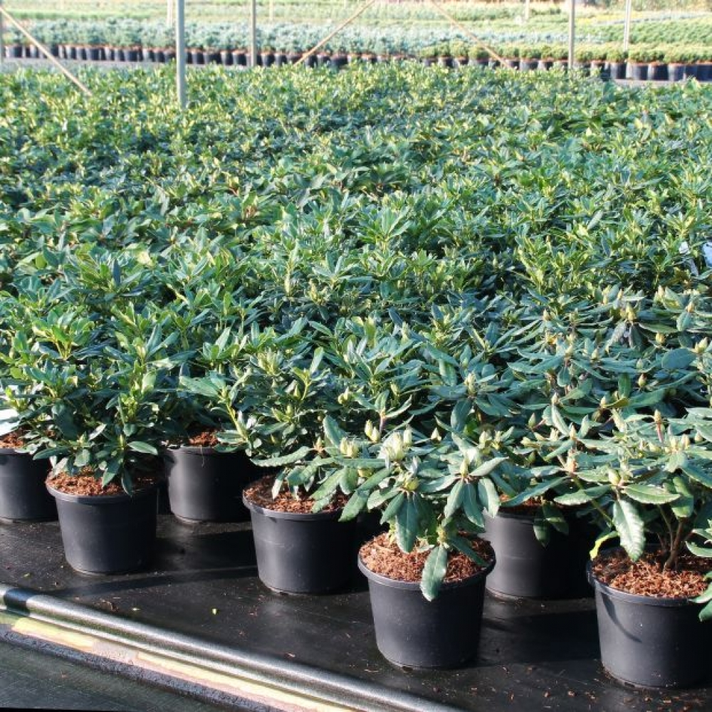 Planta naturala H70cm Rhododendron (T) Gomer Waterer PS31/ in pamant