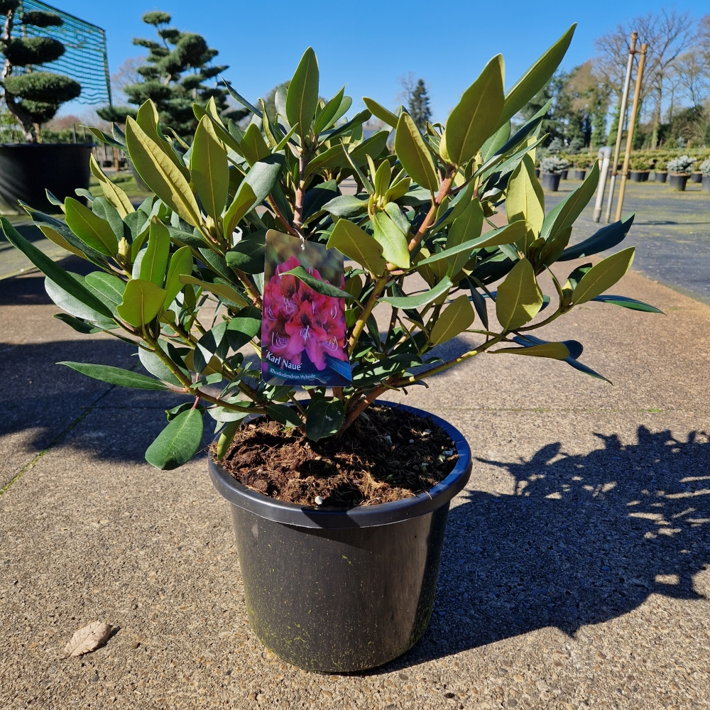 Planta naturala H70cm Rhododendron (T) Karl Naue PS31/ in pamant