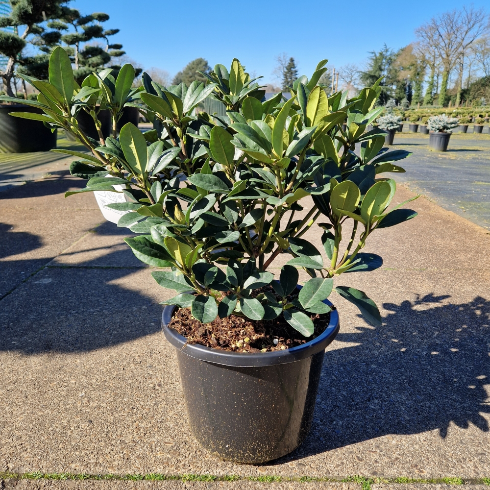 Planta naturala H70cm Rhododendron (T) Metallica PS31/ in pamant