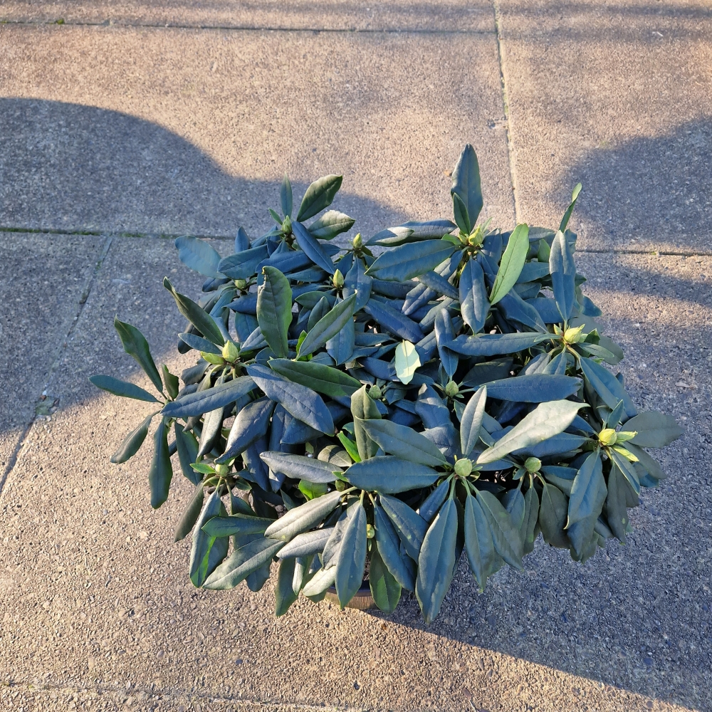 Planta naturala H70cm Rhododendron (Y) Marcel Menard PS31/ in pamant