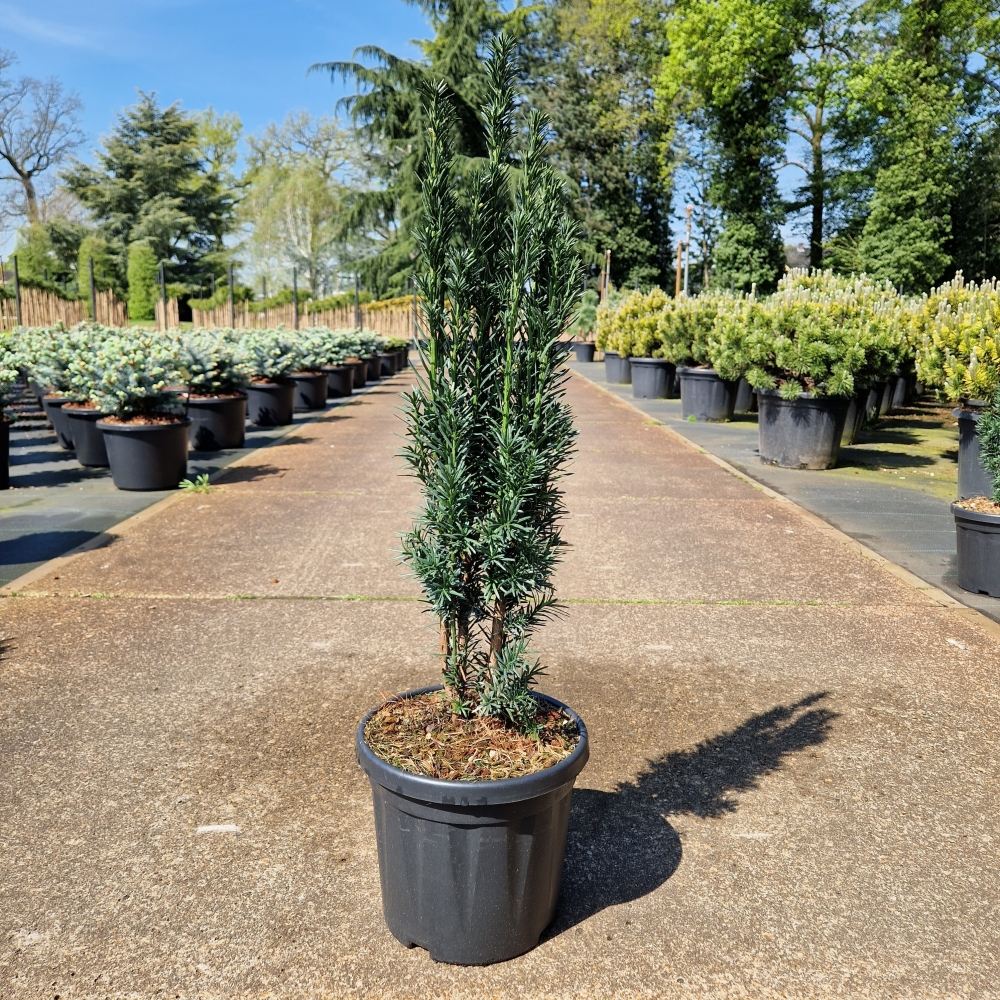 Planta naturala H70cm Taxus baccata 'Fastigiata Robusta' PS24/ in pamant