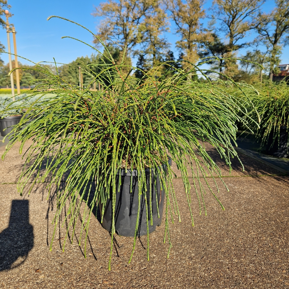 Planta naturala H70cm Thuja plicata 'Whipecord' PS42/ in pamant