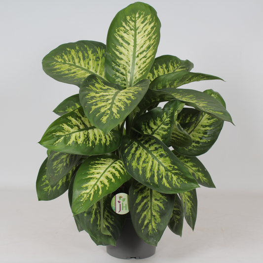 Planta naturala H75cm Dieffenbachia seguine 'Reeva' PS21/ in pamant