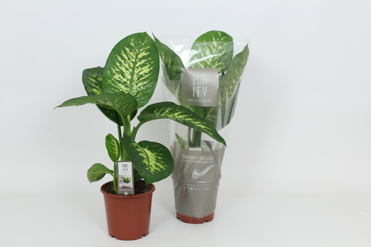 Planta naturala H75cm Dieffenbachia seguine 'Tropic Snow' PS17/ in pamant