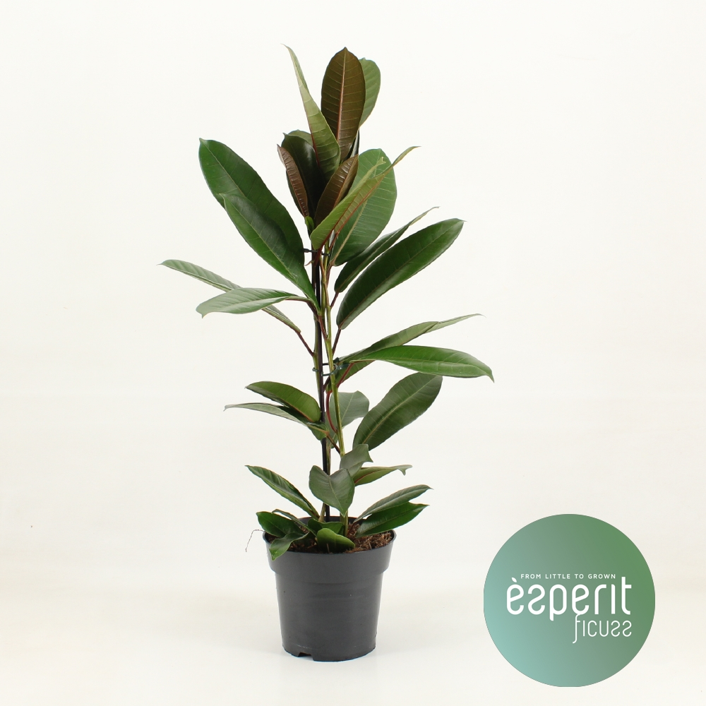 Planta naturala H75cm Ficus america Tresor  PS17/ in pamant