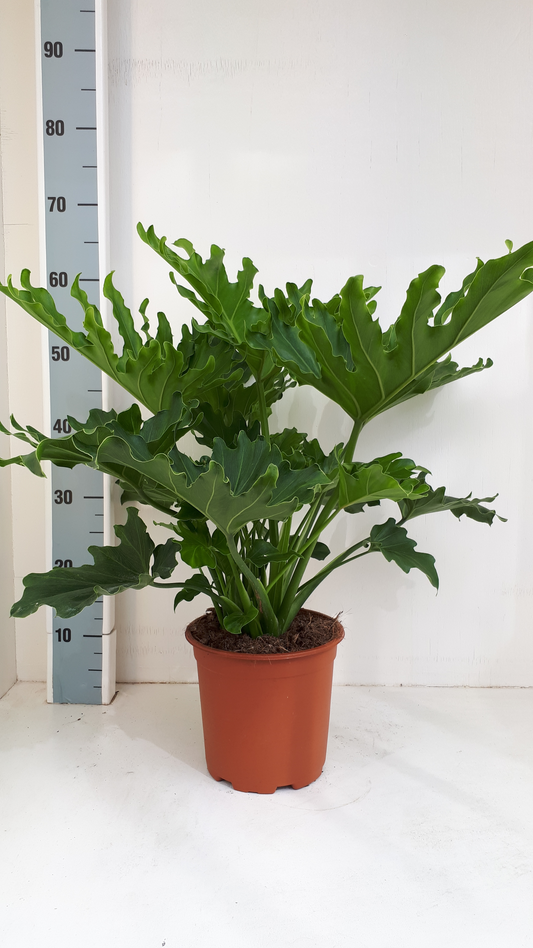 Planta naturala H75cm Philodendron selloum hope PS19/ in pamant