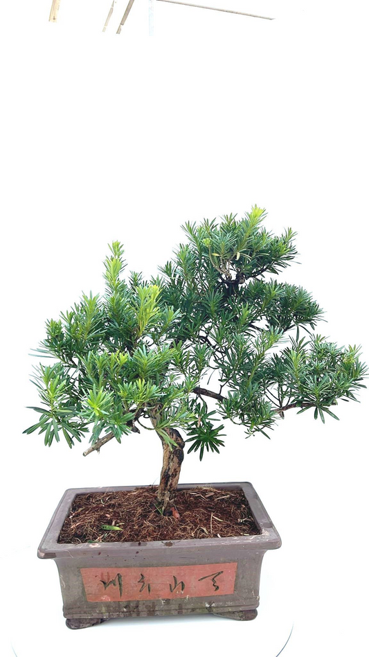 Planta naturala H75cm Podocarpus macrophyllus PS37/ in pamant