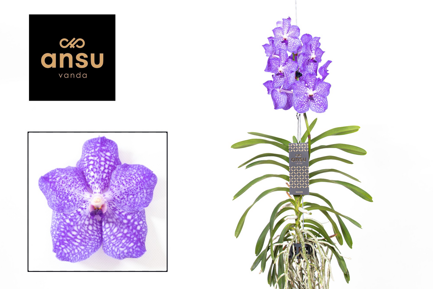 Planta naturala H75cm Vanda Light Blue PS in pamant