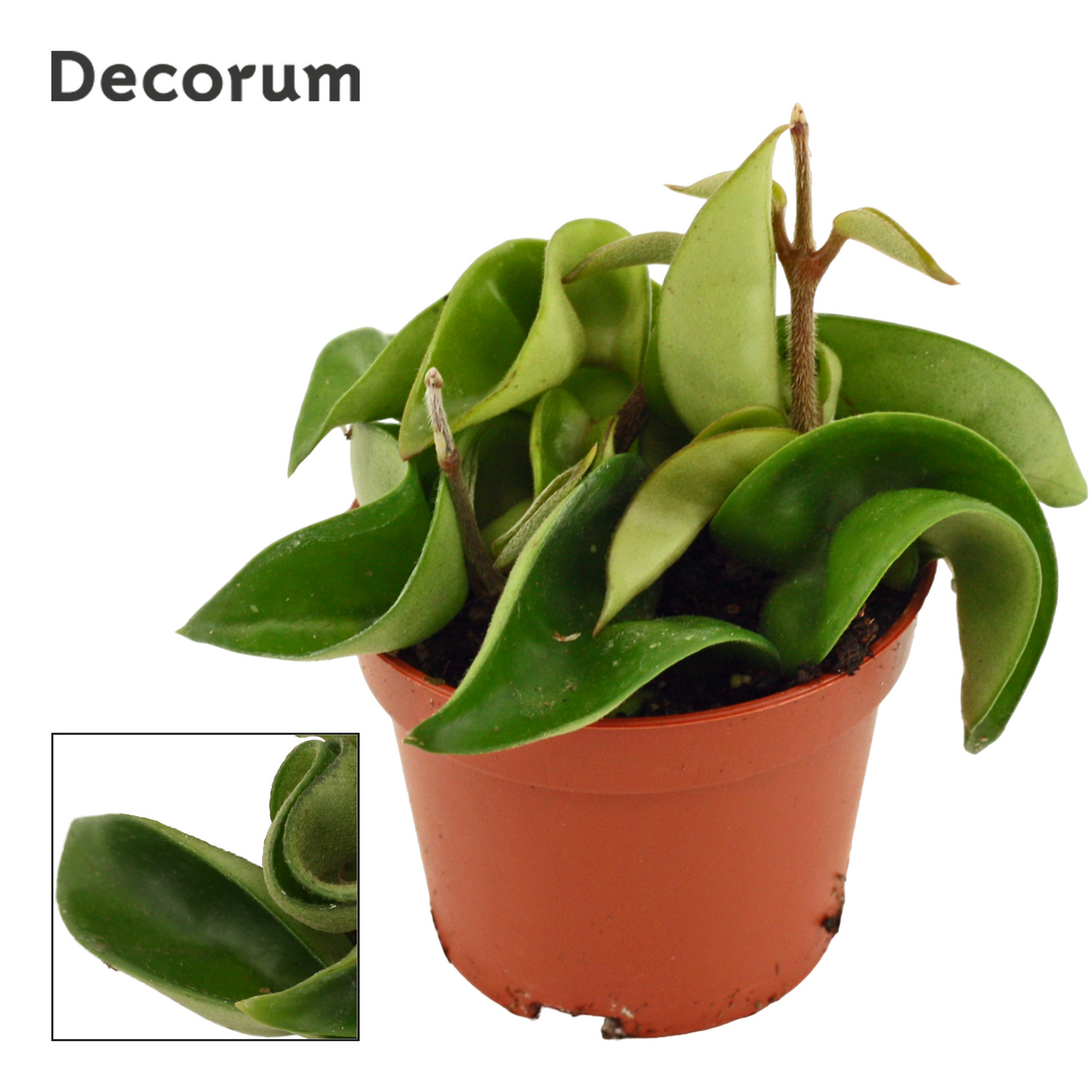 Planta naturala H7cm Hoya carnosa Compacta Green PS6/ in pamant