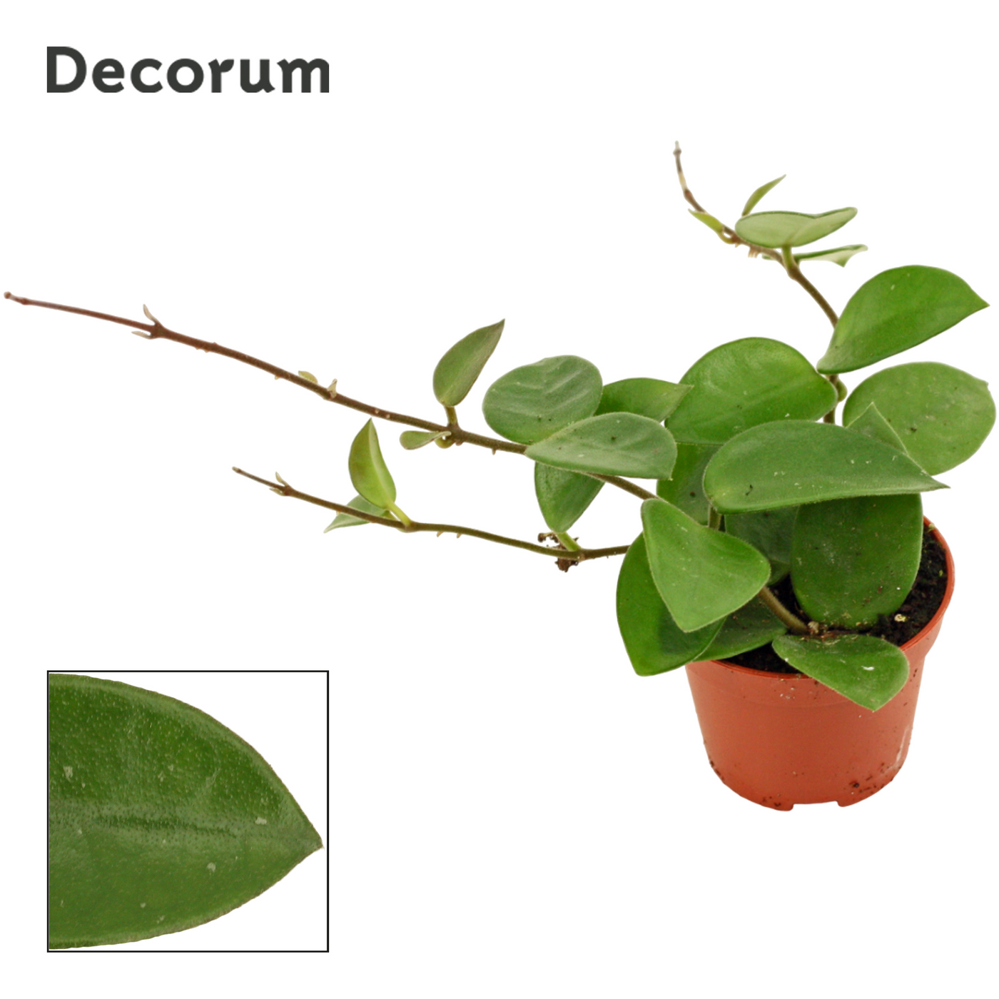 Planta naturala H7cm Hoya Chouke PS6/ in pamant