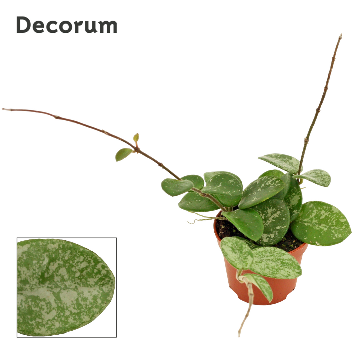 Planta naturala H7cm Hoya Mathilde splash PS6/ in pamant