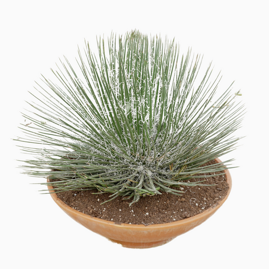 Planta naturala H80cm Agave geminiflora PS60/ in pamant