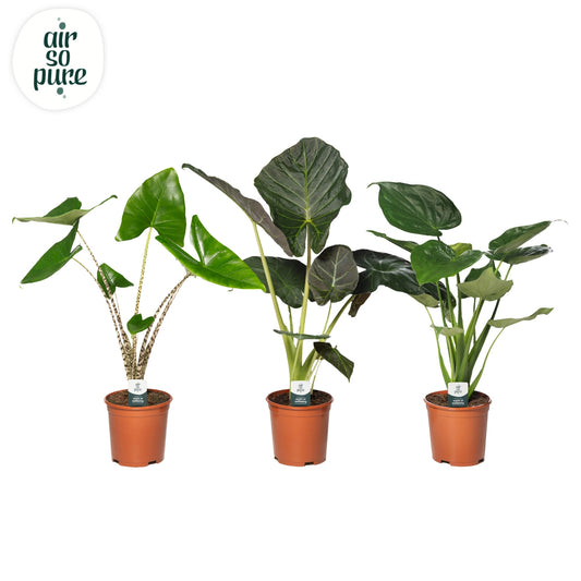 Planta naturala H80cm Alocasia mix PS21/19cm in pamant
