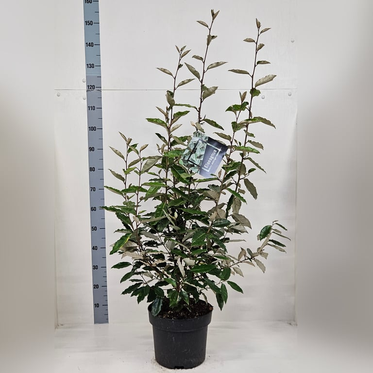 Planta naturala H80cm Elaeagnus x ebbingei PS28/ in pamant