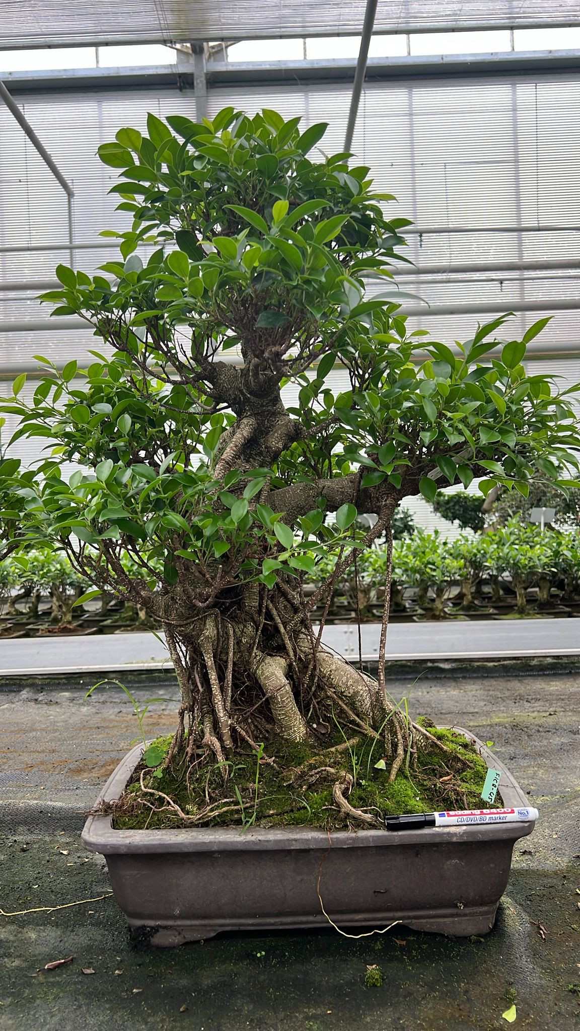 Planta naturala H80cm Ficus retusa PS45/ in pamant