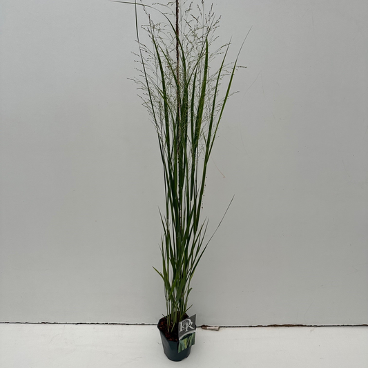 Planta naturala H80cm Panicum virgatum 'Northwind' PS23/ in pamant