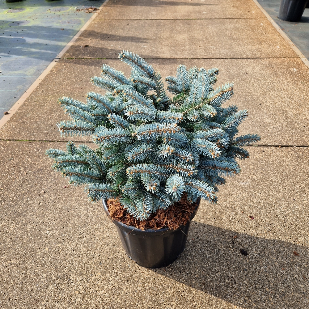 Planta naturala H80cm Picea pungens 'Glauca Globosa' PS32/ in pamant