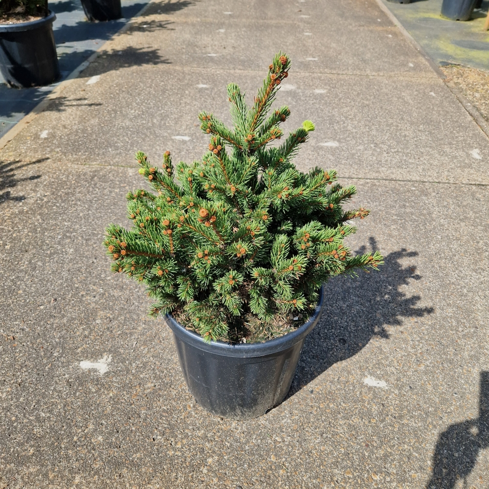 Planta naturala H80cm Picea pungens Luckey Strike PS32/ in pamant
