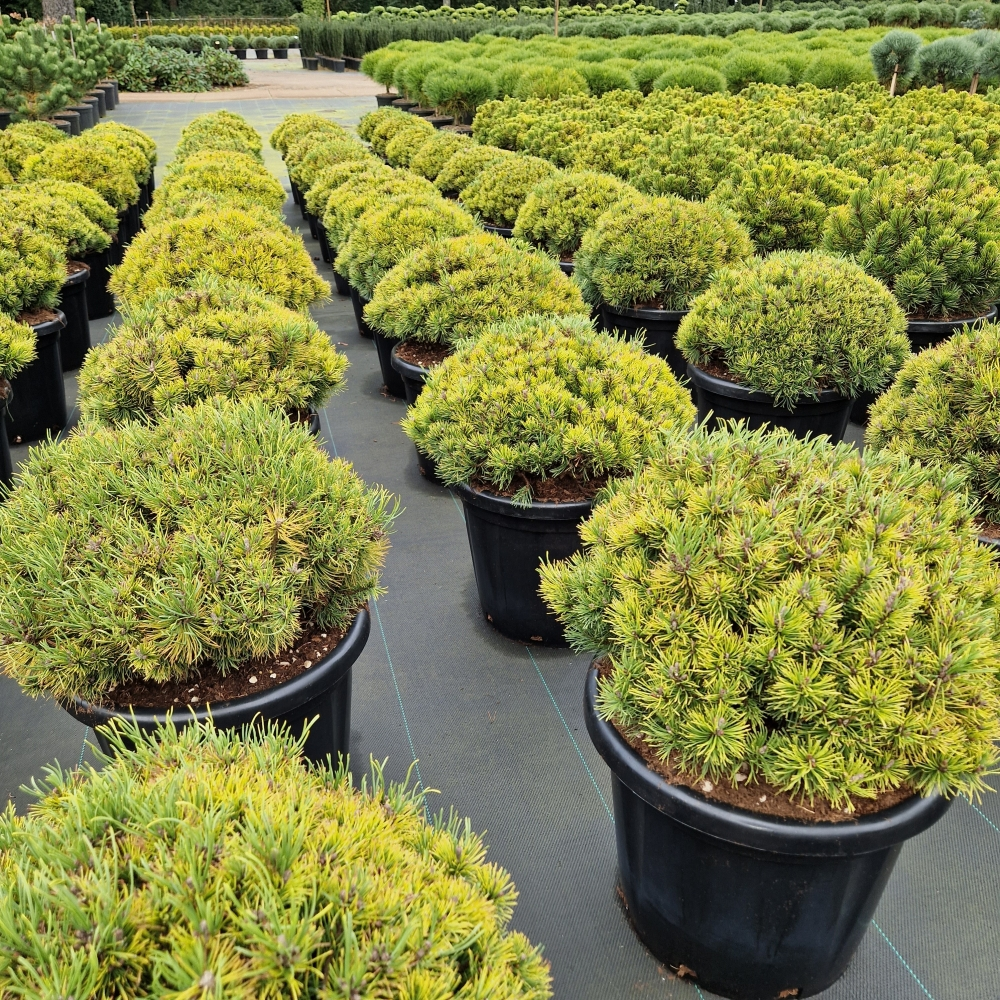 Planta naturala H80cm Pinus mugo 'Ophir' PS40/ in pamant
