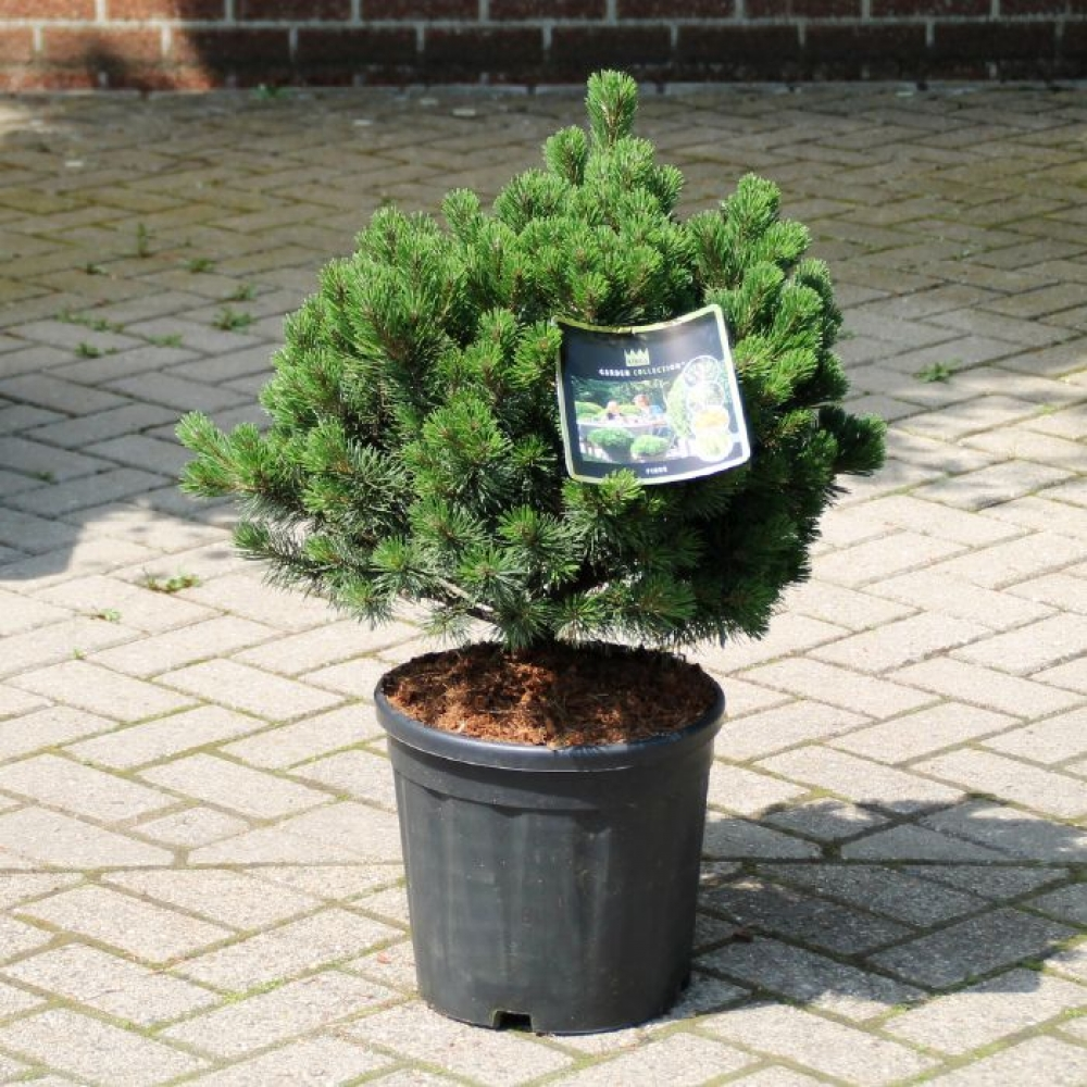 Planta naturala H80cm Pinus mugo Pumuckel PS36/ in pamant