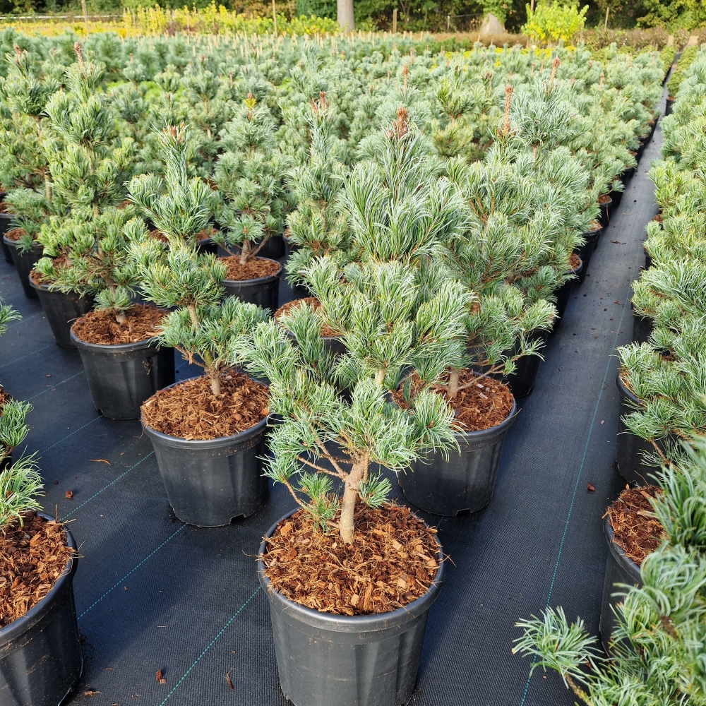 Planta naturala H80cm Pinus parviflora Bonnie Bergman PS28/ in pamant