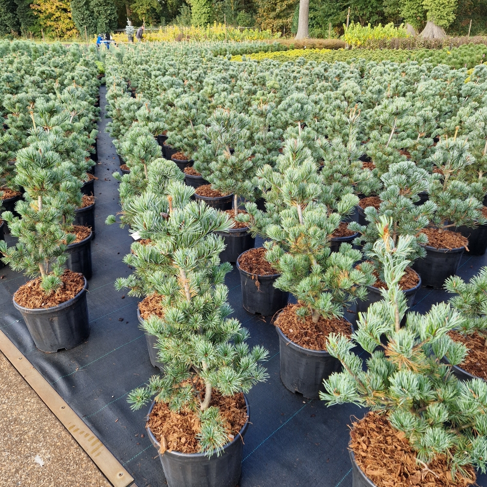 Planta naturala H80cm Pinus parviflora Bonnie Bergman PS31/ in pamant