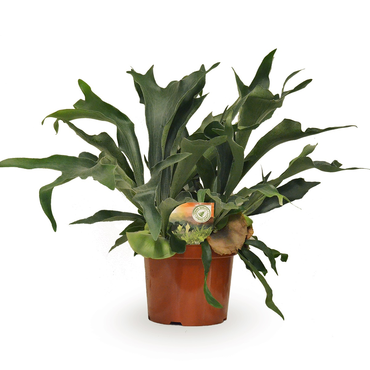 Planta naturala H80cm Platycerium bifurcatum PS26/ in pamant