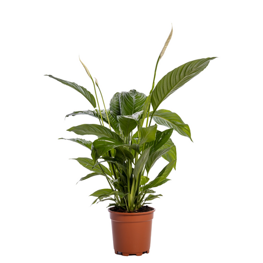 Planta naturala H80cm Spathiphyllum 'Sweet Lauretta' PS19/ in pamant