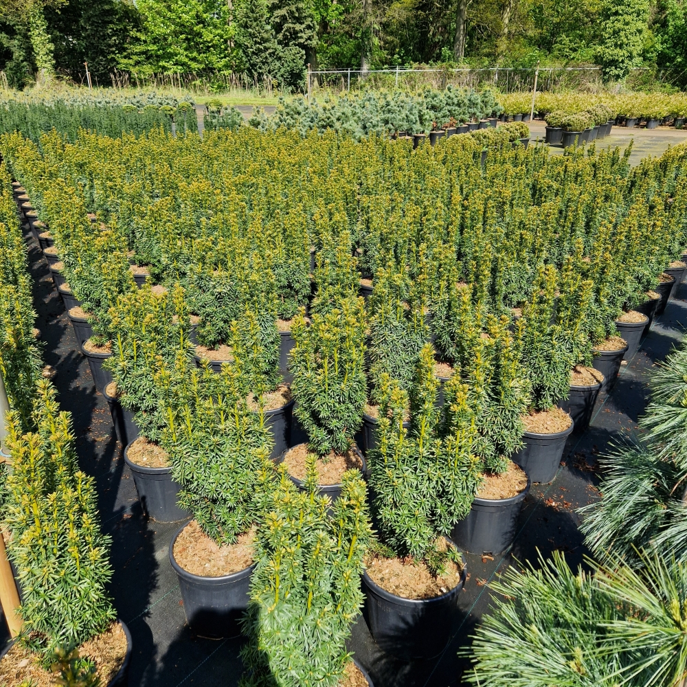 Planta naturala H80cm Taxus baccata 'David' PS28/ in pamant