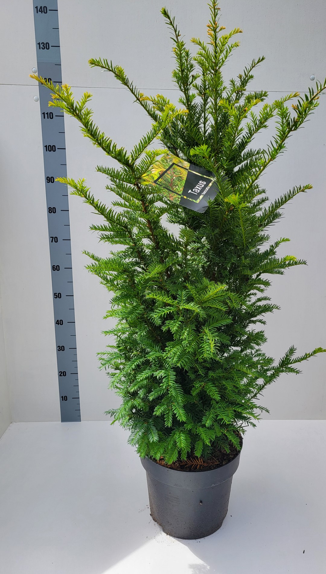 Planta naturala H80cm Taxus baccata PS28/ in pamant