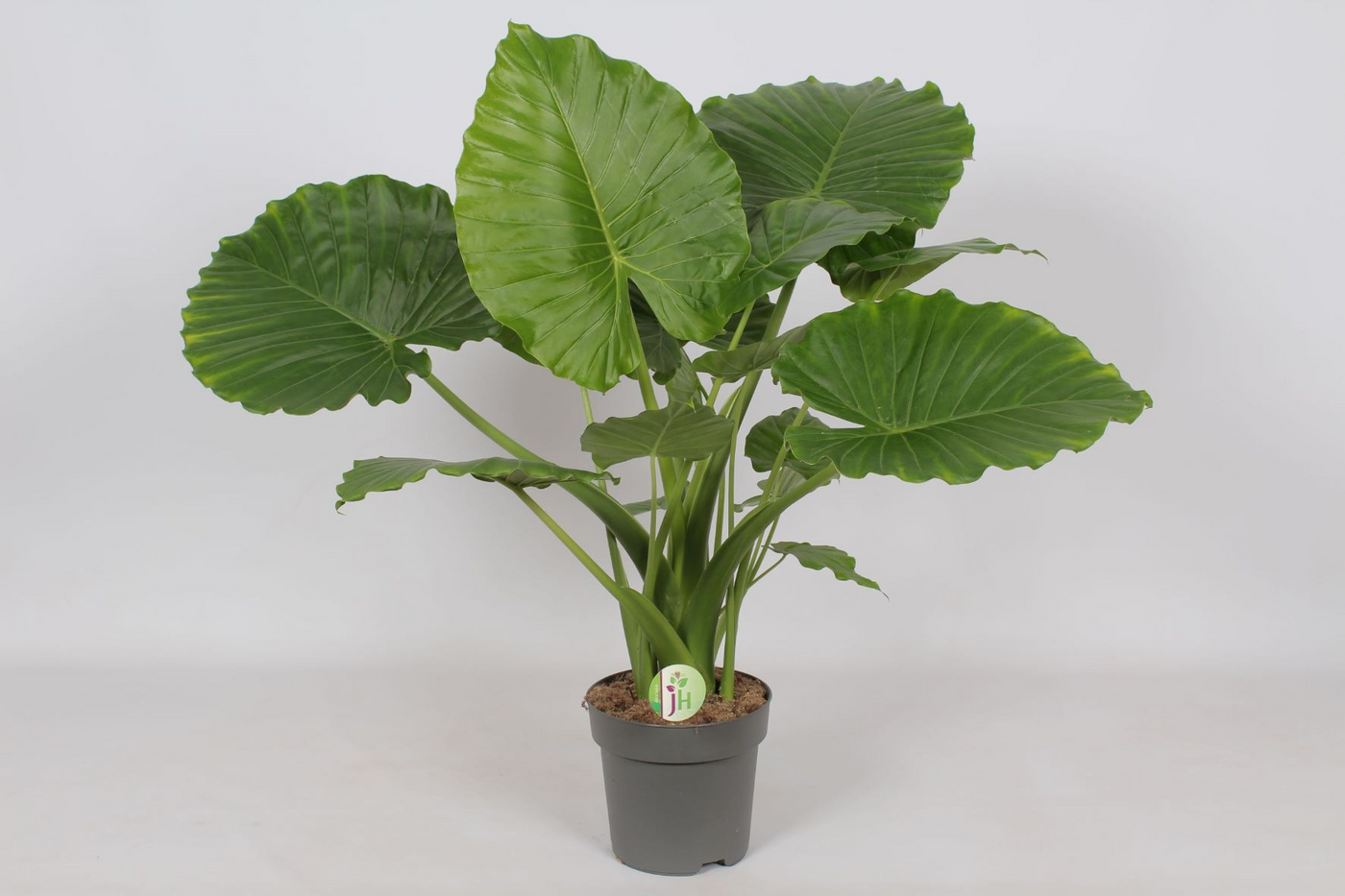 Planta naturala H85cm Alocasia gageana PS21/ in pamant