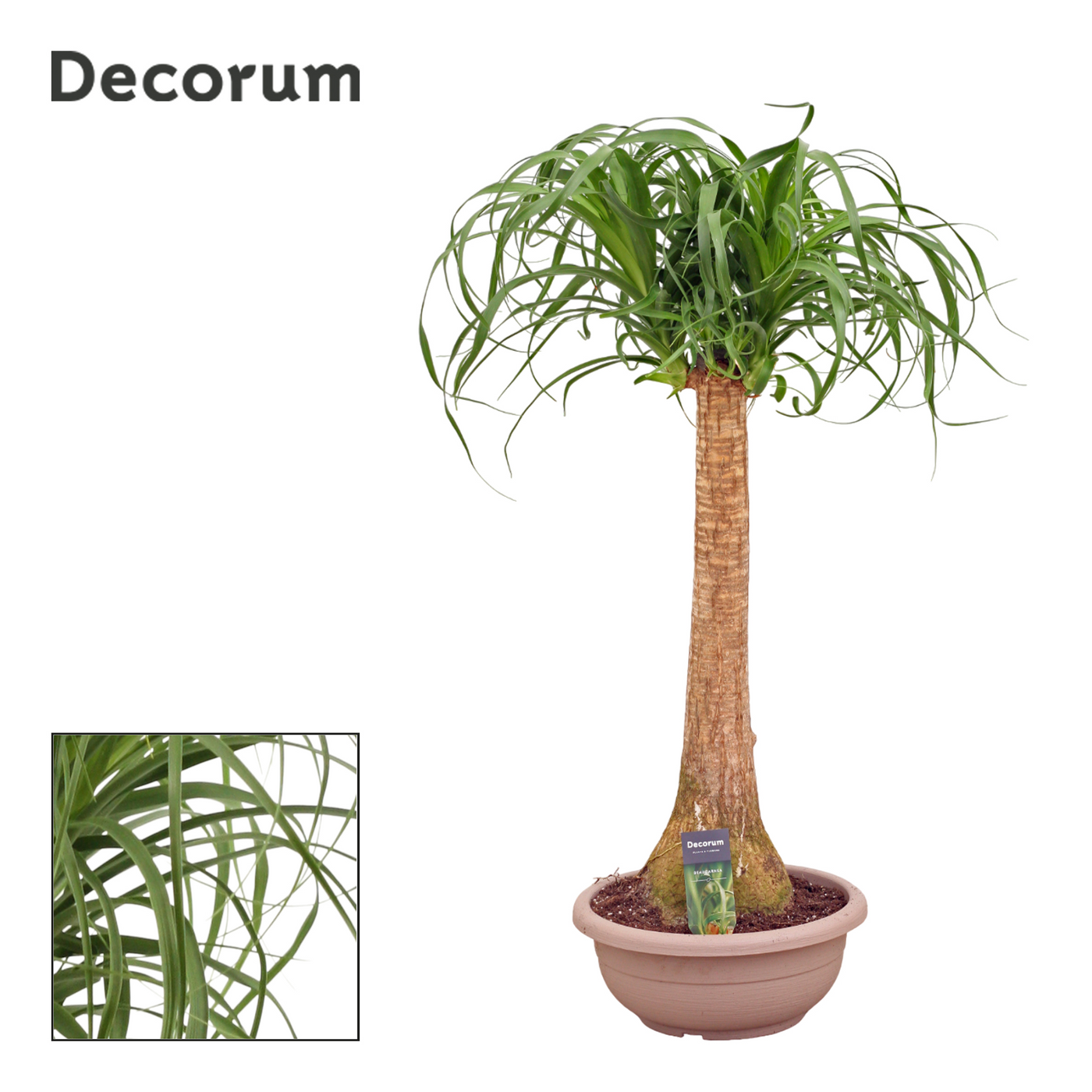 Planta naturala H85cm Beaucarnea recurvata PS30/ in pamant