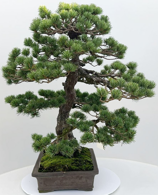Planta naturala H85cm Pinus parviflora PS44/ in pamant