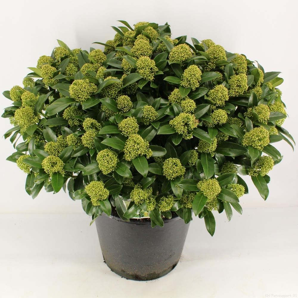 Planta naturala H85cm Skimmia japonica White Globe PS38/ in pamant