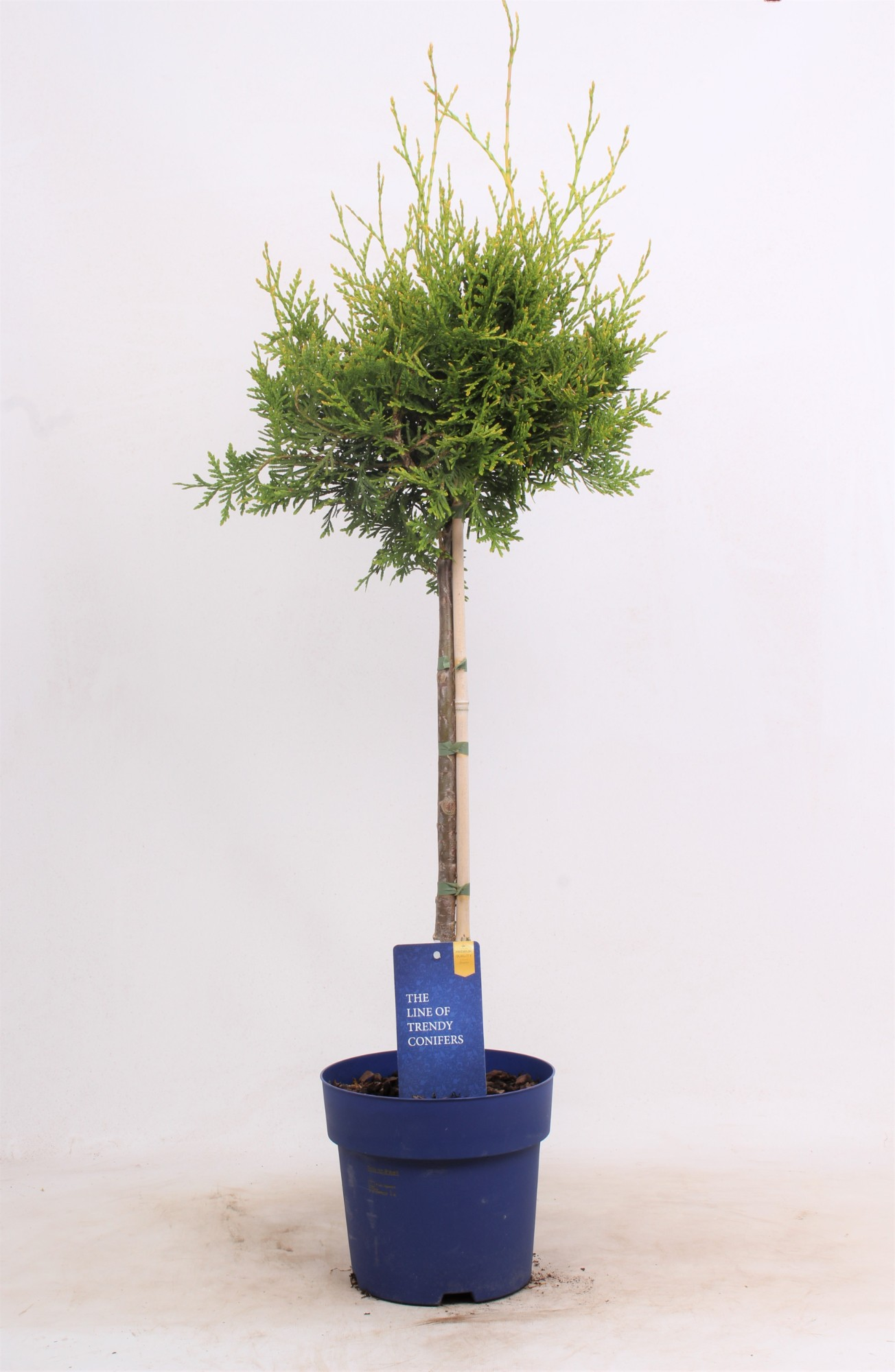 Planta naturala H85cm Thuja occidentalis 'Brabant' PS19/ in pamant