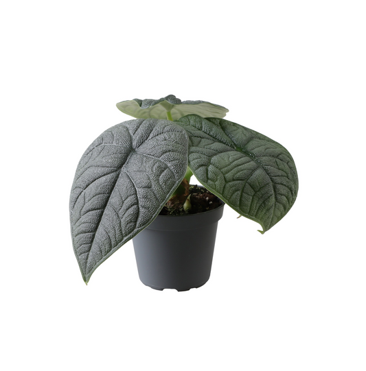 Planta naturala H8cm Alocasia Melo PS6/ in pamant