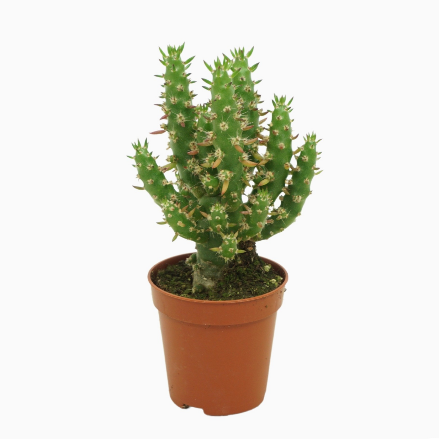 Planta naturala H8cm Austrocylindropuntia subulata PS5/ in pamant